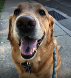 Furever Pals Pet Services LLC