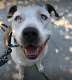 Furever Pals Pet Services LLC