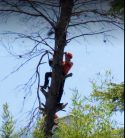 Texas Tree Service