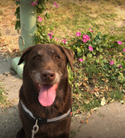 Furever Pals Pet Services LLC