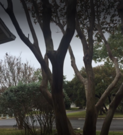 Texas Tree Service