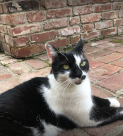 Furever Pals Pet Services LLC