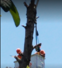 Texas Tree Service