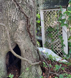 Your Tree Services, LLC