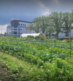 Red Hook Farms – Columbia Street Farm