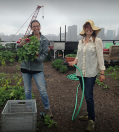 Eagle Street Rooftop Farm