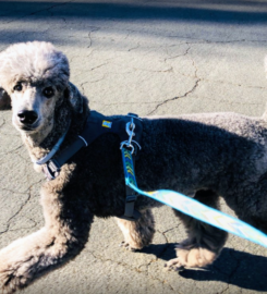 Valley Pet Sitting Inc