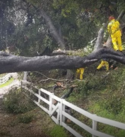 California Green Tree Care