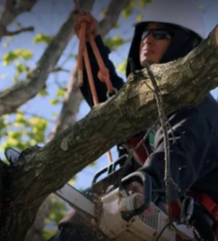 Tree Service & Removal Mineola