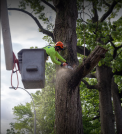 Brooklyn Tree Service