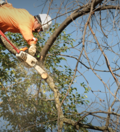 Arnoldo’s Tree Service