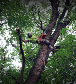 Tarzan Tree Removal, LLC