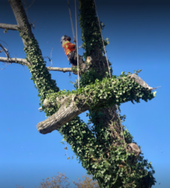 Johnny’s Tree Service