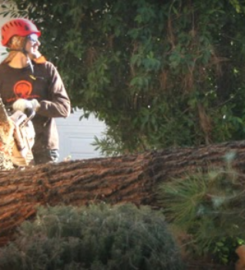 Living Tree Service