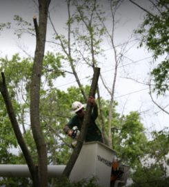 Tree Service Surprise