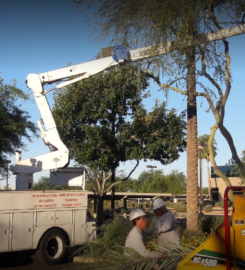Jason’s Tree Service