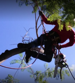 Arbor Care Tree Service