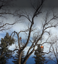 Bear Creek Tree Service