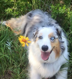 Superior Pet Services