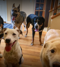 Pet-Unity Pet Services