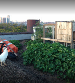 Eagle Street Rooftop Farm