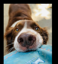 Valley Pet Sitting Inc