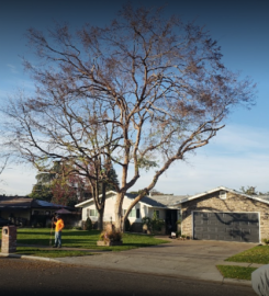 Ultimate Landscape and Tree Service