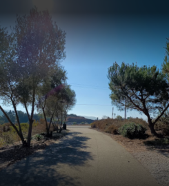 California Tree Service