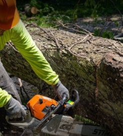 Brooklyn Tree Service