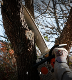 Arnoldo’s Tree Service