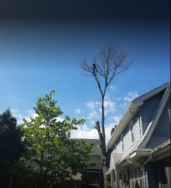 Tarzan Tree Removal, LLC