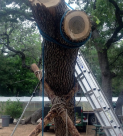 Jason’s Tree Service