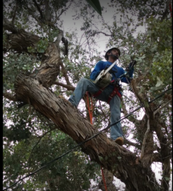 Arbor Care Tree Service