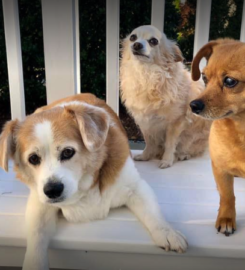 Green Mountain Pet Sitting