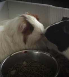 Superior Pet Services