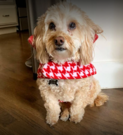 Pet-Unity Pet Services