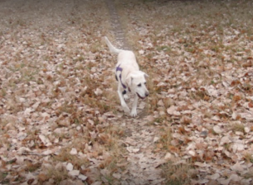 Angel’s Pet Care, LLC