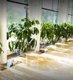 Denver Cleaning Service Company