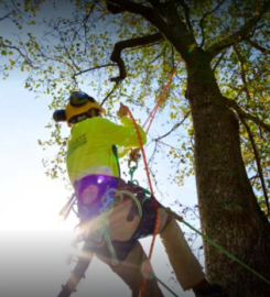 Ultimate Landscape and Tree Service