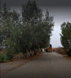 California Tree Service