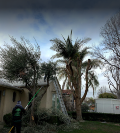 California Green Tree Care