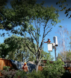 Terry’s Tree Service