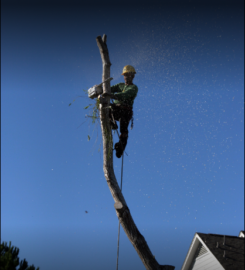 Arnoldo’s Tree Service