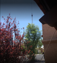 Living Tree Service
