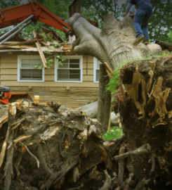 Tree Service Surprise