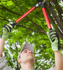 Jason’s Tree Service