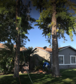 Arbor Care Tree Service