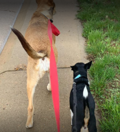 Pet-Unity Pet Services