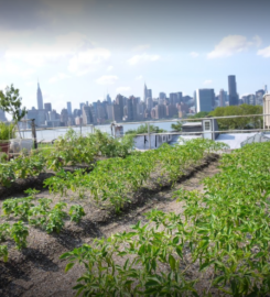 Eagle Street Rooftop Farm