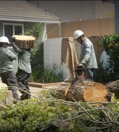 California Green Tree Care